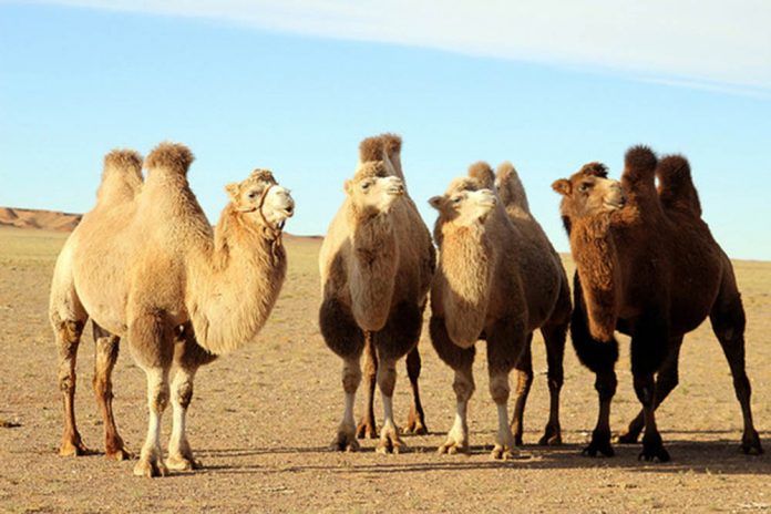 camellos