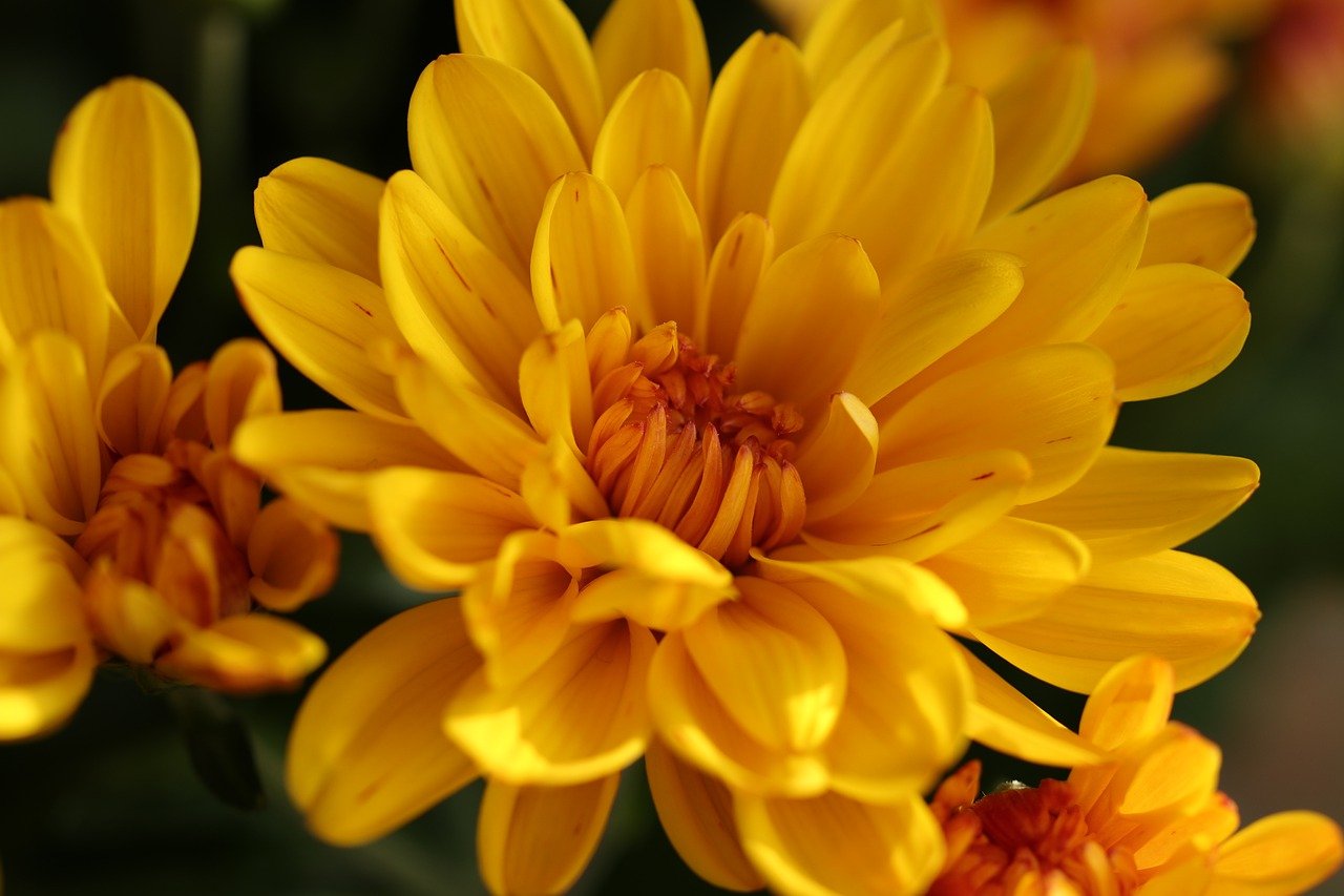 El flower power o porqué las flores son tus aliadas para aliviar el estrés,  la ansiedad y la tristeza