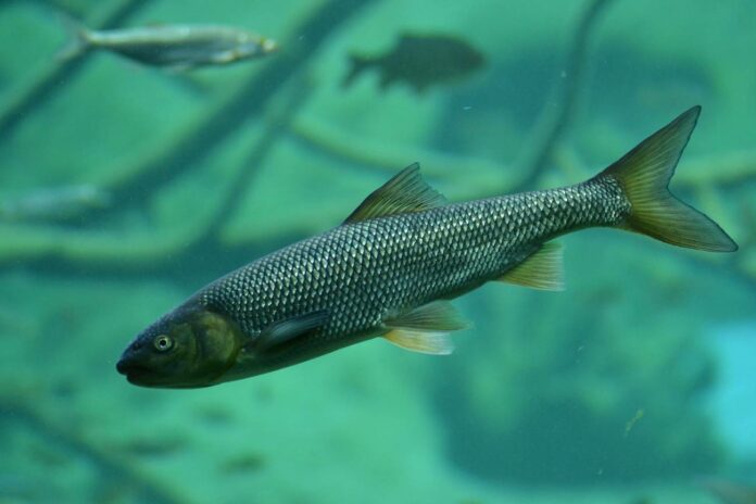 peces